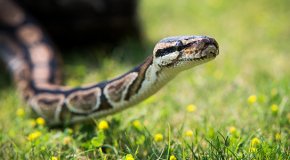 Укус змеи: признаки и первая помощь
