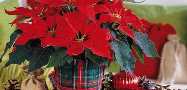 Рождественский цветок пуансетия – уход, пересадка и размножение