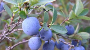 Голубика – полезные свойства синей ягоды
