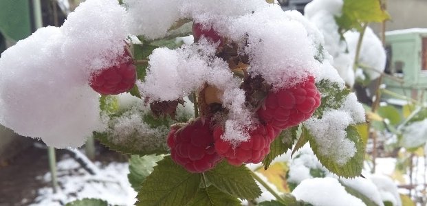 Подготовка малины к зиме – как сохранить любимый куст