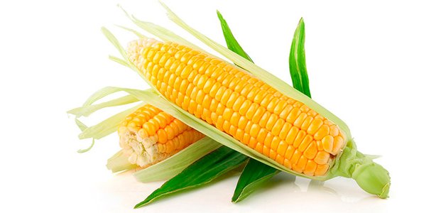 Кукуруза – состав, полезные свойства и противопоказания
