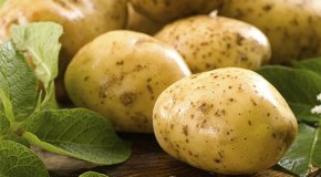 Картофельная моль – как бороться и чем опасна