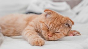 К чему снится рыжий кот: подробное толкование сна