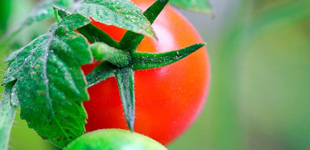 Скручиваются листья у помидоров – что делать