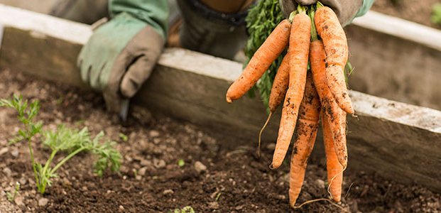 Морковь под зиму – посадка и уход