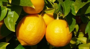Как вырастить плодоносящий лимон в домашних условиях