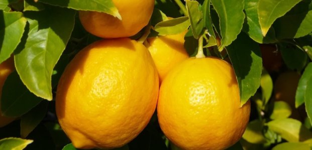 Как вырастить плодоносящий лимон в домашних условиях