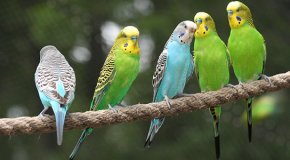 Волнистый попугай – уход в домашних условиях
