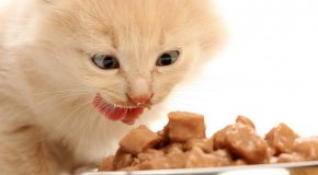 Виды корма для кошек и их основные различия