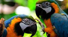 Каких попугаев можно научить говорить