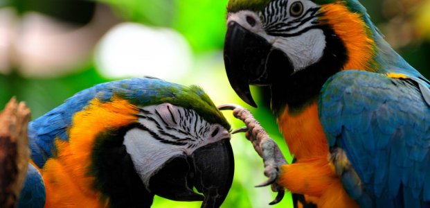 Каких попугаев можно научить говорить