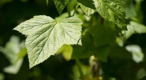 Листья смородины – полезные свойства и применение