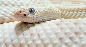 К чему снятся змеи — разбор сна по разным сонникам
