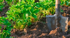 Подготовка почвы для посадок — весенние работы на даче