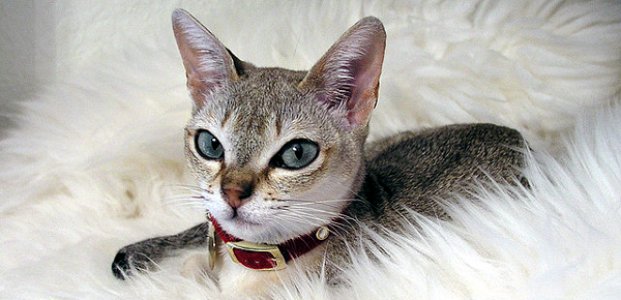 9 самых редких пород кошек