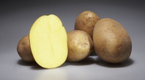Картофель – польза, вред и правила выбора