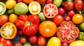 Лучшие сорта томатов для теплиц — описание и характеристики