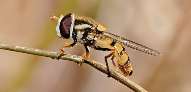 Луковая муха – как бороться и чем обработать