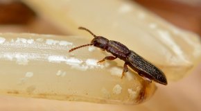 Жучки в крупе – как избавиться от насекомых