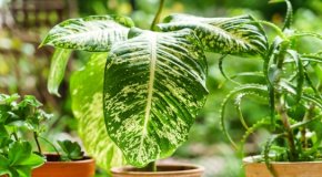 11 ядовитых комнатных растений, которые отравляют организм
