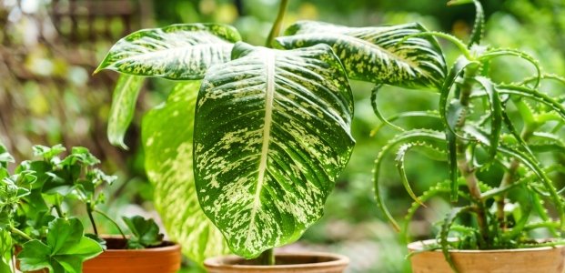 11 ядовитых комнатных растений, которые отравляют организм
