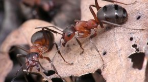 Эффективные средства от домашних муравьёв