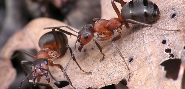 Эффективные средства от домашних муравьёв
