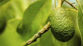 Болезни и вредители авокадо – как избавиться
