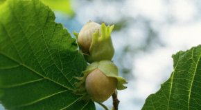 Лесные орехи – состав, польза и вред лещины