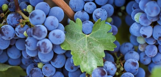 Виноград Изабелла – польза и полезные свойства винограда Изабеллы