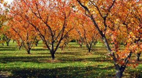 Полив деревьев осенью – сроки и правила