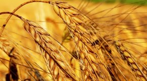 Масло зародышей пшеницы – применение и противопоказания
