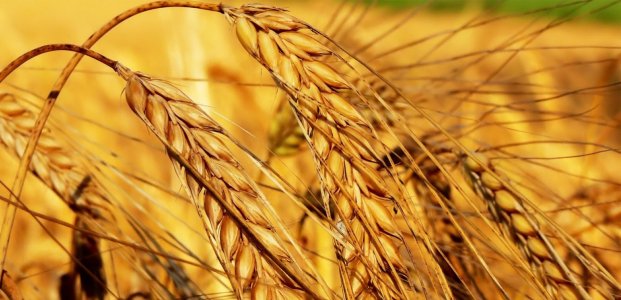Масло зародышей пшеницы – применение и противопоказания