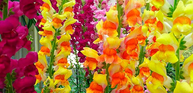 Гладиолусы — посадка, уход и выращивание роскошных цветов