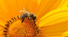 Пчелиный подмор – польза и вред, применение и рецепты