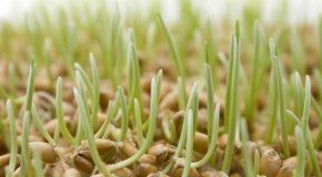Как прорастить пшеницу и как ее употреблять
