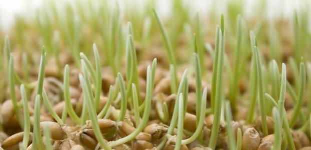 Как прорастить пшеницу и как ее употреблять