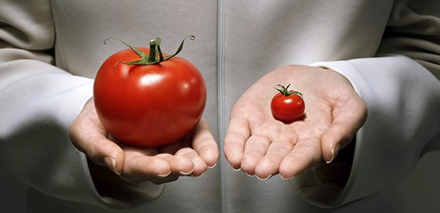 11 продуктов ГМО, которых следует опасаться
