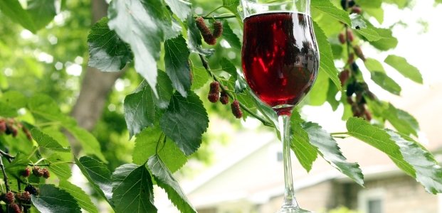 Вино из шелковицы – 3 простых рецепта