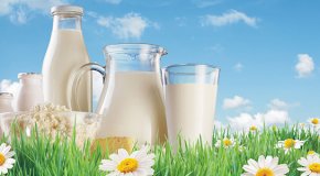 Польза и вред козьего молока