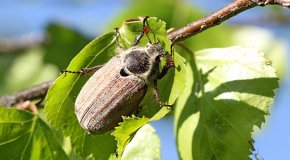 Майский жук – как бороться с вредителем