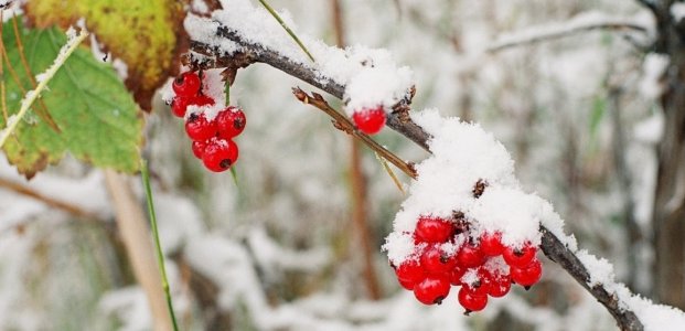 Подготовка смородины к зиме – этапы и советы