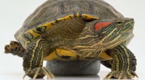 Содержание и кормление красноухих черепах