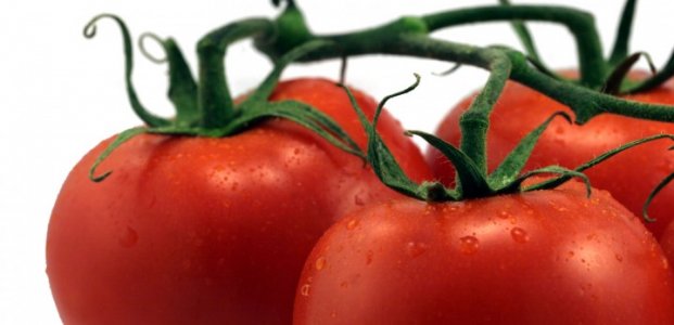 Как правильно подвязывать помидоры в теплице