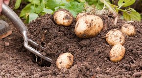 Картофель – посадка, уход, выращивание и сбор урожая