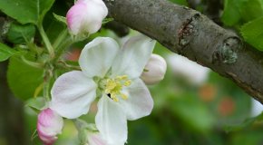 Чем опрыскивать яблони после цветения
