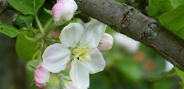 Чем опрыскивать яблони после цветения
