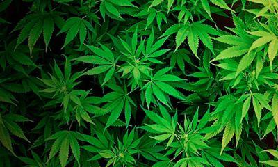 Американцы агитируют за легализацию марихуаны как обезболивающего