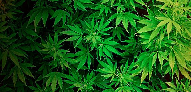 Американцы агитируют за легализацию марихуаны как обезболивающего