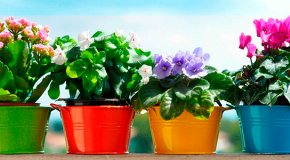 Удобрения для комнатных растений – домашние рецепты